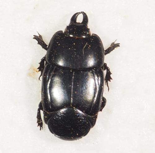 Réf. 338 660 : Hololepta sp.